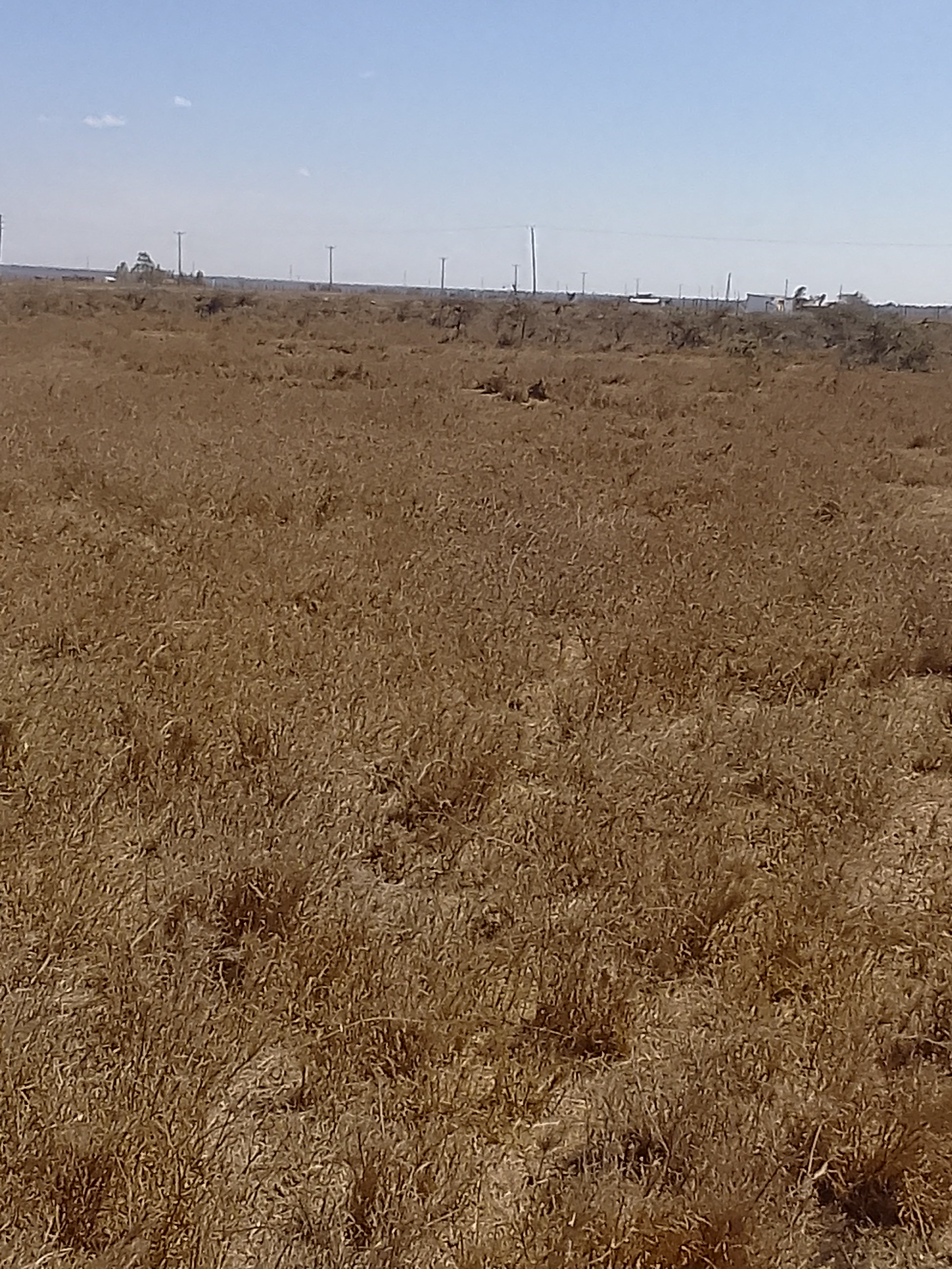 Kitengela milimani prime plots 